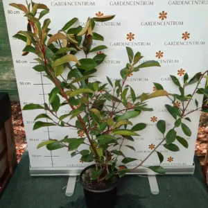 Photinia x fraserii Red Robin K3 - Korallberkenye 2