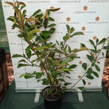 Photinia x fraserii Red Robin K3 - Korallberkenye 2