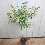 Photinia x fraserii Red Robin K7 - Törzses korallberkenye
