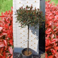 Photinia x fraserii Red Robin K7 - Törzses korallberkenye - Image 3