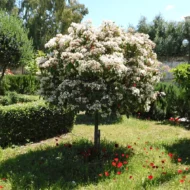 Photinia x fraserii Red Robin K7 - Törzses korallberkenye - Image 4