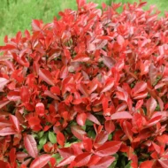 Photinia x fraserii Red Robin K7 - Törzses korallberkenye - Image 2