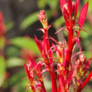 Photinia x fraserii Red Robin K7 - Törzses korallberkenye - Image 8