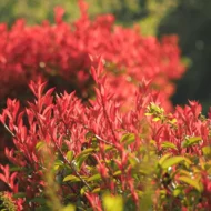 Photinia x fraserii Red Robin K7 - Törzses korallberkenye - Image 7