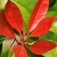 Photinia x fraserii Red Robin K7 - Törzses korallberkenye - Image 6