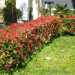 Photinia x fraserii Red Select K2 - Korallberkenye