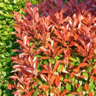 Photinia x fraserii Red Select K2 - Korallberkenye - Image 2