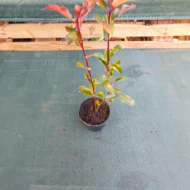 Photinia x fraserii Red Select K2 - Korallberkenye - Image 5