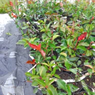 Photinia x fraserii Red Select K2 - Korallberkenye - Image 4