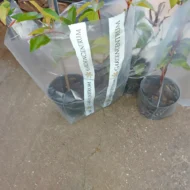 Photinia x fraserii Red Select K2 - Korallberkenye - Image 3