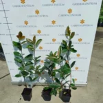 Photinia x fraserii Red Robin S P9 - Korallberkenye konténeres