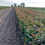 Photinia x fraserii Red robin - Szabadgyökerű korallberkenye