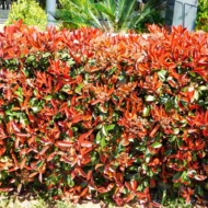 Photinia x fraserii Red robin - Szabadgyökerű korallberkenye - Image 3