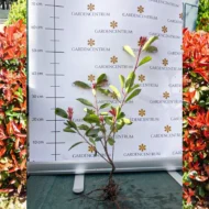 Photinia x fraserii Red robin - Szabadgyökerű korallberkenye - Image 5