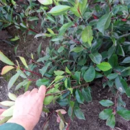 Photinia x fraserii Red robin - Szabadgyökerű korallberkenye - Image 4