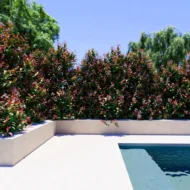 Photinia x fraserii Red Robin XL K2 - Korallberkenye - Image 6