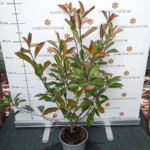 Photinia x fraserii Red robin XL K2 - Korallberkenye
