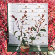Photinia x fraserii Red Robin XL K2 - Korallberkenye - Image 4