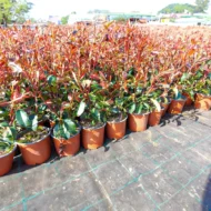 Photinia x fraserii Red Robin XL K2 - Korallberkenye - Image 3