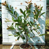 Photinia x fraserii Red Robin XL K2 - Korallberkenye - Image 10