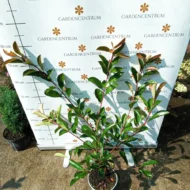 Photinia x fraserii Red Robin XL K2 - Korallberkenye - Image 9