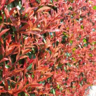 Photinia x fraserii Red Robin XL K2 - Korallberkenye - Image 2