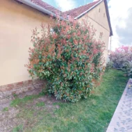 Photinia x fraserii Red Robin XL K2 - Korallberkenye - Image 8