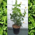 Prunus laurocerasus Genolia K2,5 - Oszlopos babérmeggy