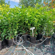 Prunus laurocerasus Genolia K2,5 - Oszlopos babérmeggy 2