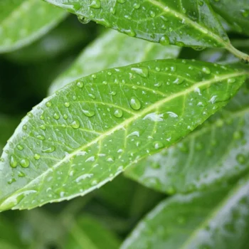Prunus laurocerasus Genolia K2,5 - Oszlopos babérmeggy 3