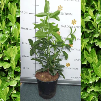 Prunus laurocerasus Genolia K2,5 - Oszlopos babérmeggy