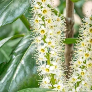 Prunus laurocerasus Genolia K2,5 - Oszlopos babérmeggy 4