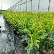 Prunus laurocerasus Genolia K2,5 - Oszlopos babérmeggy 5