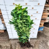 Prunus laurocerasus Genolia - Szabadgyökerű oszlopos babérmeggy 2