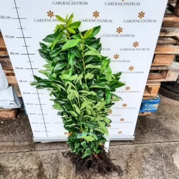 Prunus laurocerasus Genolia - Szabadgyökerű oszlopos babérmeggy 2