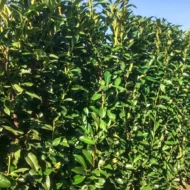 Prunus laurocerasus Genolia - Szabadgyökerű oszlopos babérmeggy 3