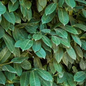 Prunus laurocerasus Genolia - Szabadgyökerű oszlopos babérmeggy