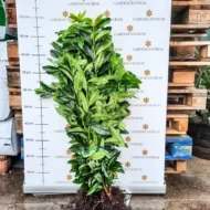 Prunus laurocerasus Genolia - Szabadgyökerű oszlopos babérmeggy 4