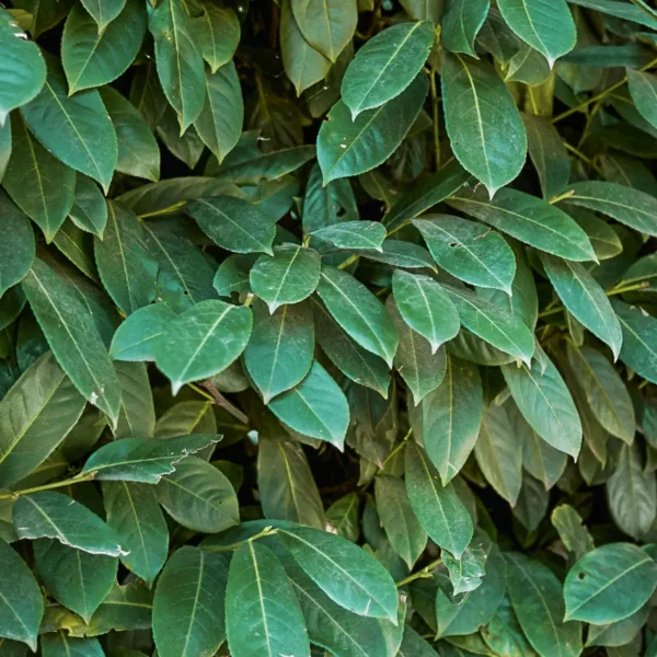 Prunus laurocerasus Genolia - Szabadgyökerű oszlopos babérmeggy