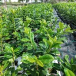 Prunus laurocerasus Novita K2- Babérmeggy 01