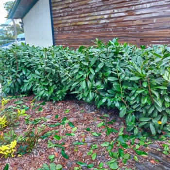 Prunus laurocerasus Novita K2- Babérmeggy 03