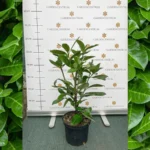 Prunus laurocerasus Novita K3- Babérmeggy