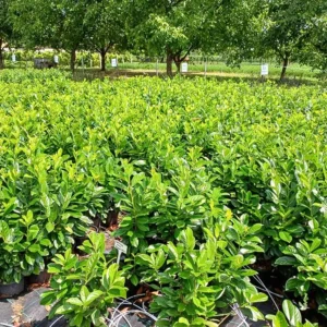 Prunus laurocerasus Novita K3- Babérmeggy 2