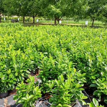 Prunus laurocerasus Novita K3- Babérmeggy 2