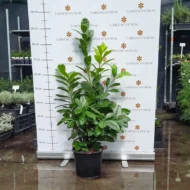 Prunus laurocerasus Novita K3- Babérmeggy cserep