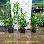 Prunus laurocerasus Novita K3- Babérmeggy_cserepmeretek