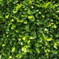 Prunus laurocerasus Novita P9 - Babérmeggy kis méretű