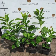 Prunus laurocerasus Novita P9 - Babérmeggy kis méretű 2