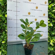 Prunus laurocerasus Novita P9 - Babérmeggy kis méretű 4