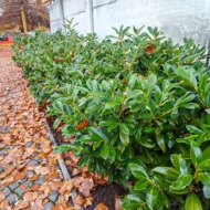 Prunus laurocerasus Novita P9 - Babérmeggy kis méretű 5